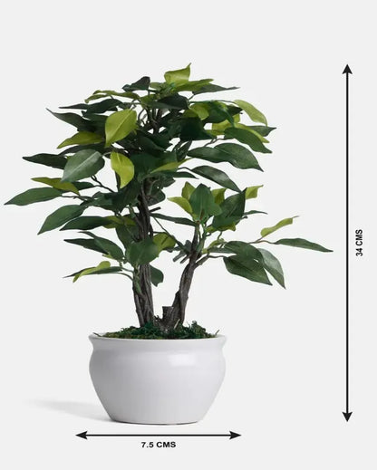 Ficus Artificial Bonsai Plant with Ceramic Vase | 13 inches