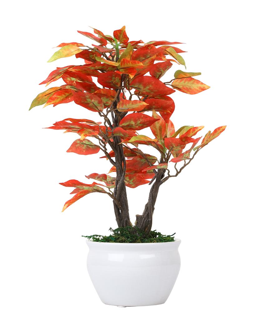 Ficus Artificial Bonsai Plant with Ceramic Vase | 1 feet