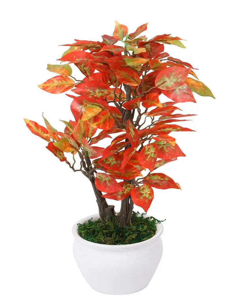 Ficus Artificial Bonsai Plant with Ceramic Vase | 1 feet