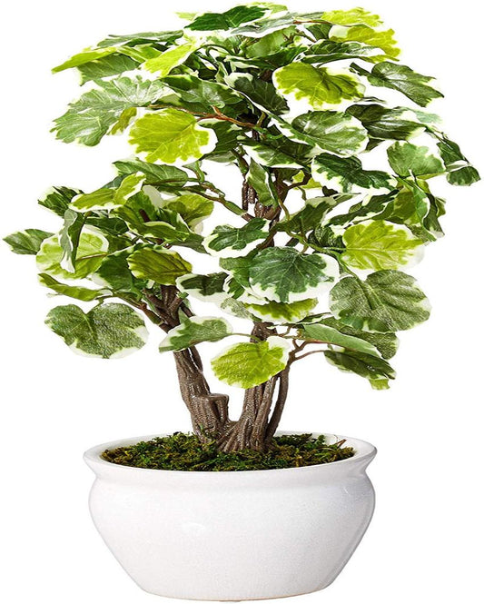 Polyscia Artificial Bonsai Plant with Ceramic Pot | 13 inches