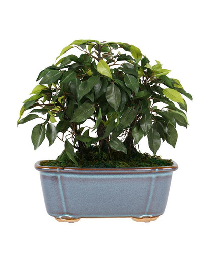 Nic Ficus Artificial Bonsai Plant with Ceramic Vase | 1 feet