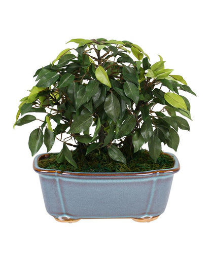 Nic Ficus Artificial Bonsai Plant with Ceramic Vase | 1 feet