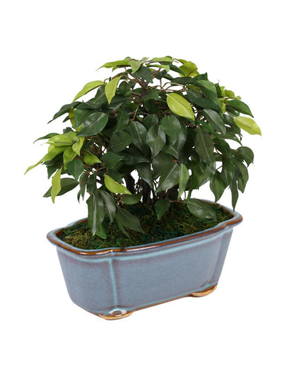 Nic Ficus Artificial Bonsai Plant with Ceramic Vase | 1 feet