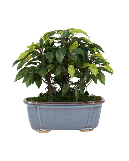 Nic Ficus Artificial Bonsai Plant with Ceramic Vase | 1 feet