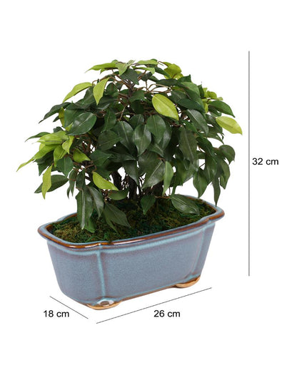 Nic Ficus Artificial Bonsai Plant with Ceramic Vase | 1 feet