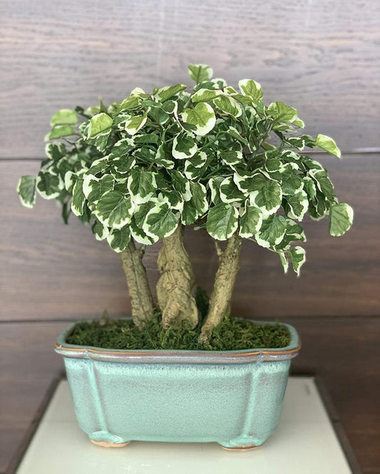 Polyscia Artificial Bonsai Plant with Ceramic Pot | 13.5 inches