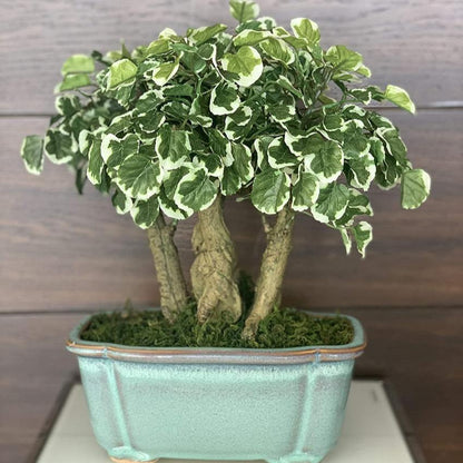 Polyscia Artificial Bonsai Plant with Ceramic Pot | 1 feet