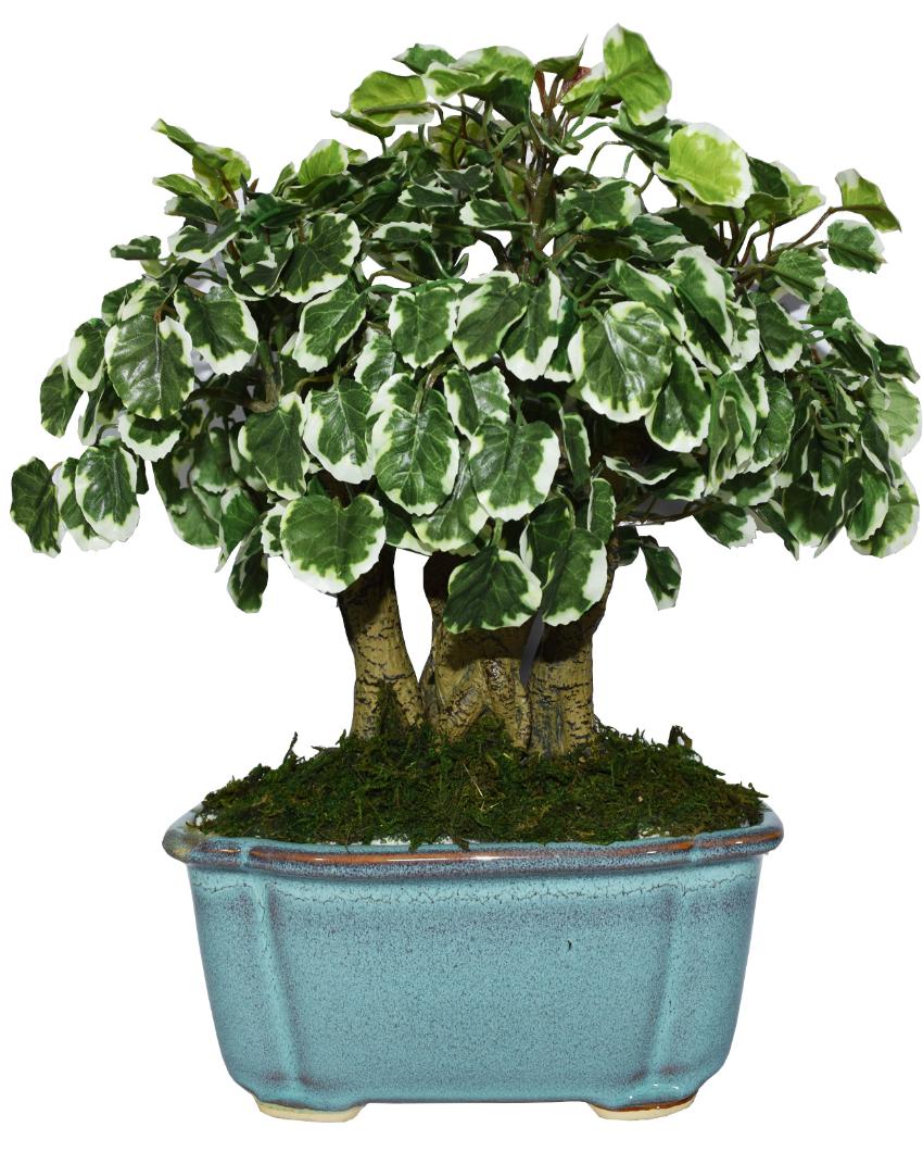 Polyscia Artificial Bonsai Plant with Ceramic Pot | 1 feet