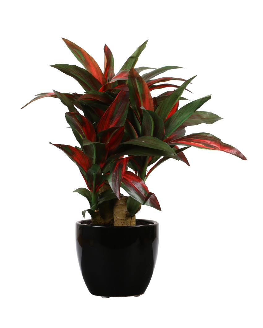 Dracaena Artificial Bonsai Plant With Ceramic Pot | 1 feet