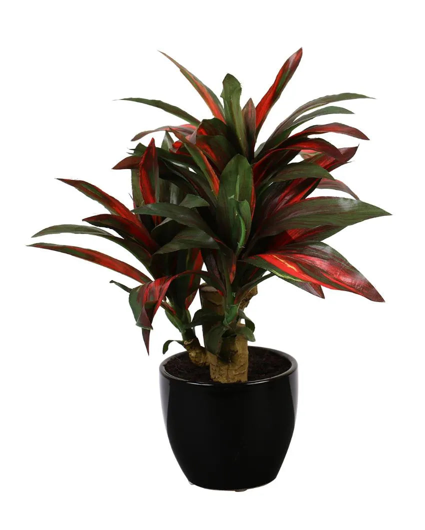 Dracaena Artificial Bonsai Plant With Ceramic Pot | 1 feet