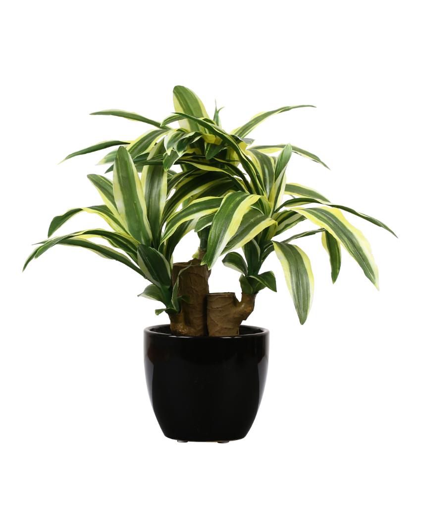 Dracaena Artificial Bonsai Plant With Ceramic Pot | 1 feet