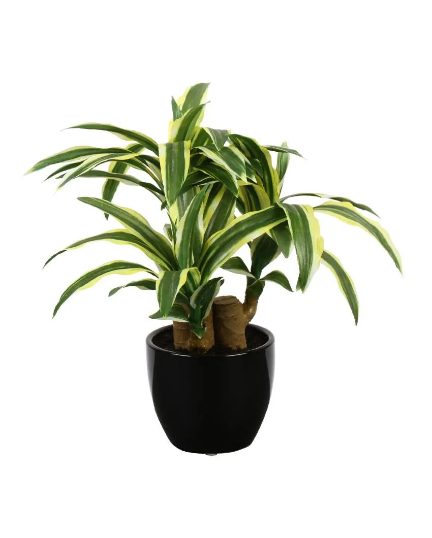 Dracaena Artificial Bonsai Plant With Ceramic Pot | 1 feet