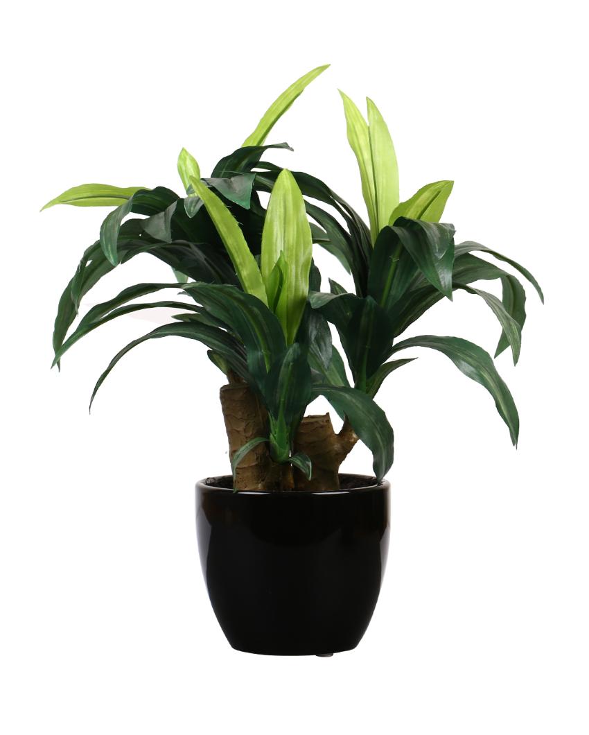 Dracaena Artificial Bonsai Plant With Ceramic Pot | 1 feet