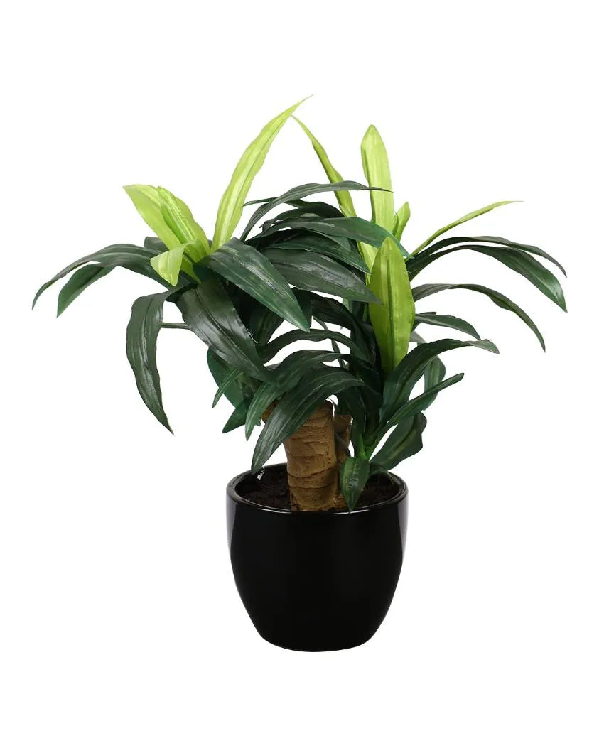 Dracaena Artificial Bonsai Plant with Ceramic Pot | 1 feet