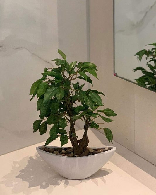 Ficus Artificial Bonsai Plant with Ceramic Vase | 14 inches
