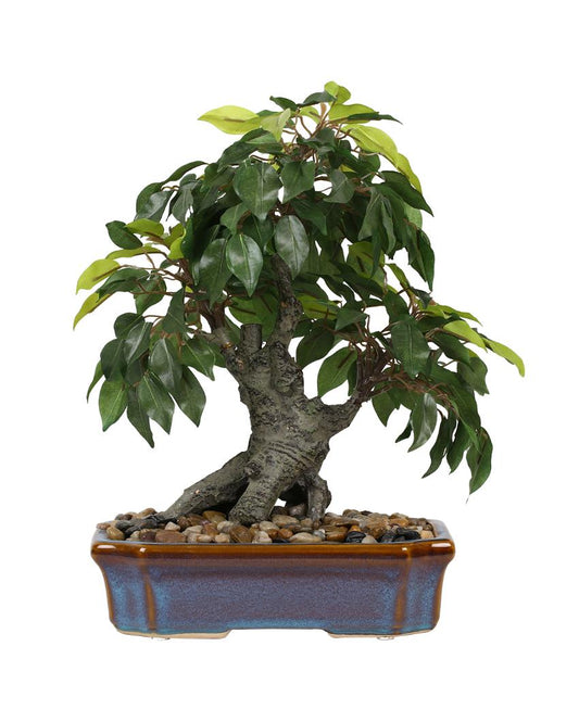 Ficus Artificial Bonsai Plant with Ceramic Vase | 15 inches