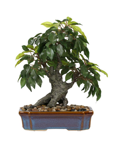 Ficus Artificial Bonsai Plant with Ceramic Vase | 1.25 feet