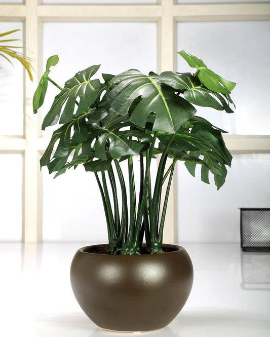 Jatropha Artificial Bonsai Plant with Ceramic Vase | 13 inches