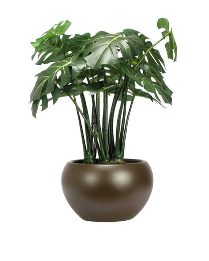 Philodendron Artificial Bonsai Plant with Ceramic Pot | 1.25 feet