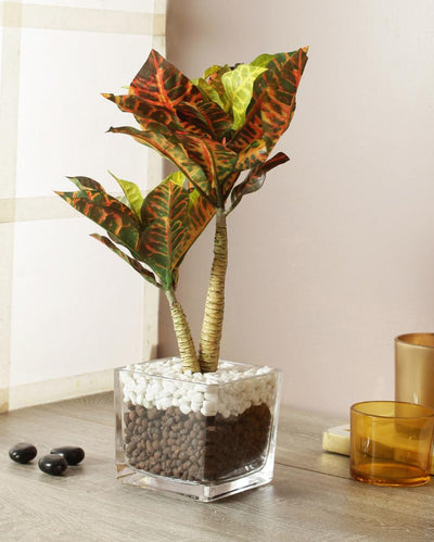 Multicolor Croton Artificial Bonsai Plant with Glass Pot | 1.25 feet