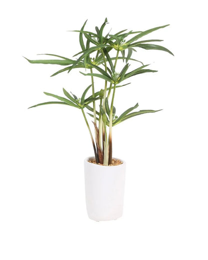 Cyperus Artificial Bonsai Plant with Ceramic Pot | 16 inches