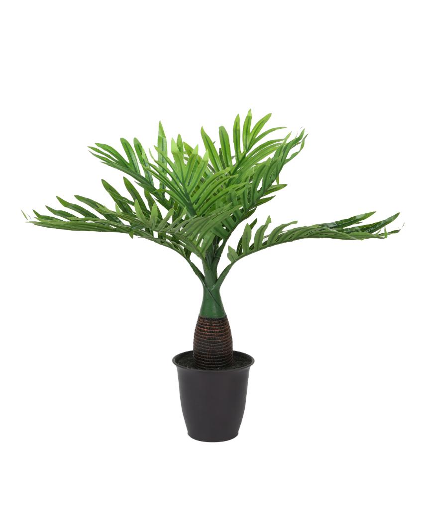 Bottle Palm Artificial Bonsai Plant with Plastic Pot | 1.5 feet