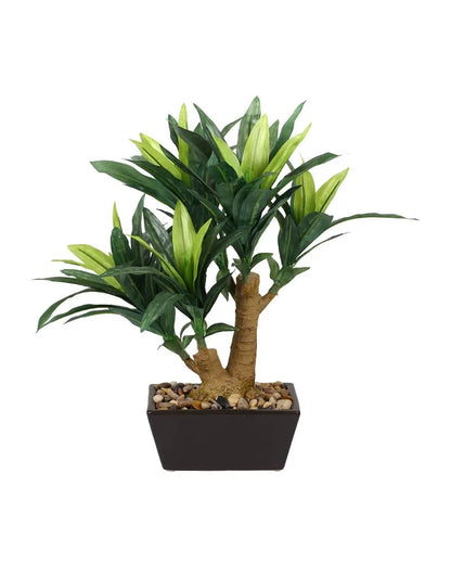 Drycenia Artificial Bonsai Plant with Ceramic Pot | 1.3 feet