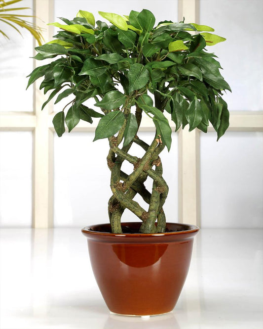 Ficus Artificial Bonsai Plant with Ceramic Pot | 16 inches