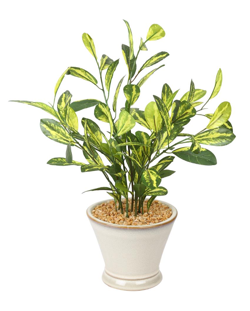 Schefflera Artificial Bonsai Plant with Ceramic Pot | 1.4 feet