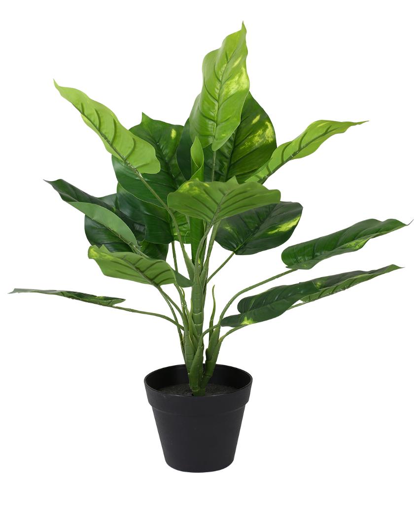 Real Touch Pothos Artificial Bonsai Plant with Plastic Pot | 1.5 feet