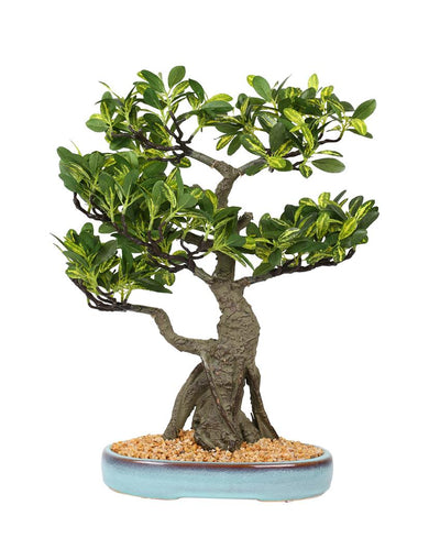 Schefflera Artificial Bonsai Plant with Ceramic Pot | 1.5 feet