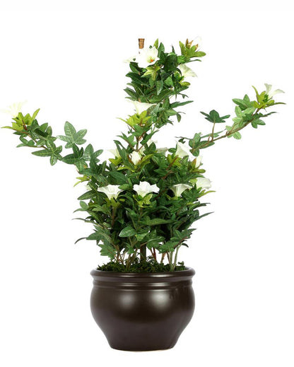 Morning Glory Artificial Bonsai Plant with Ceramic Pot | 1.6 feet