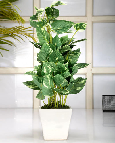 Pothos Artificial Bonsai Plant with Ceramic Pot | 1.6 feet