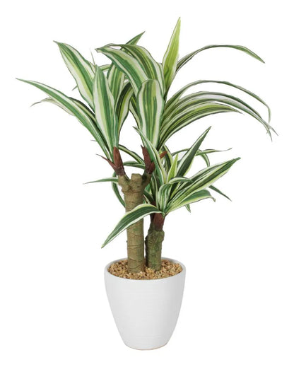 Dracaena Artificial Bonsai Plant with Ceramic Pot