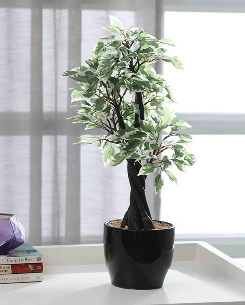 Ficus Artificial Bonsai Plant with Ceramic Pot | 22 inches