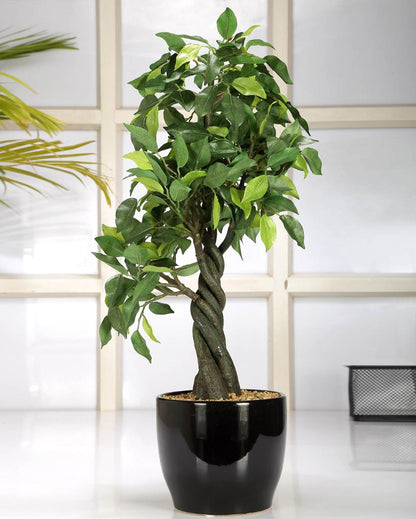 Ficus Artificial Bonsai Plant with Ceramic Pot | 1.8 feet