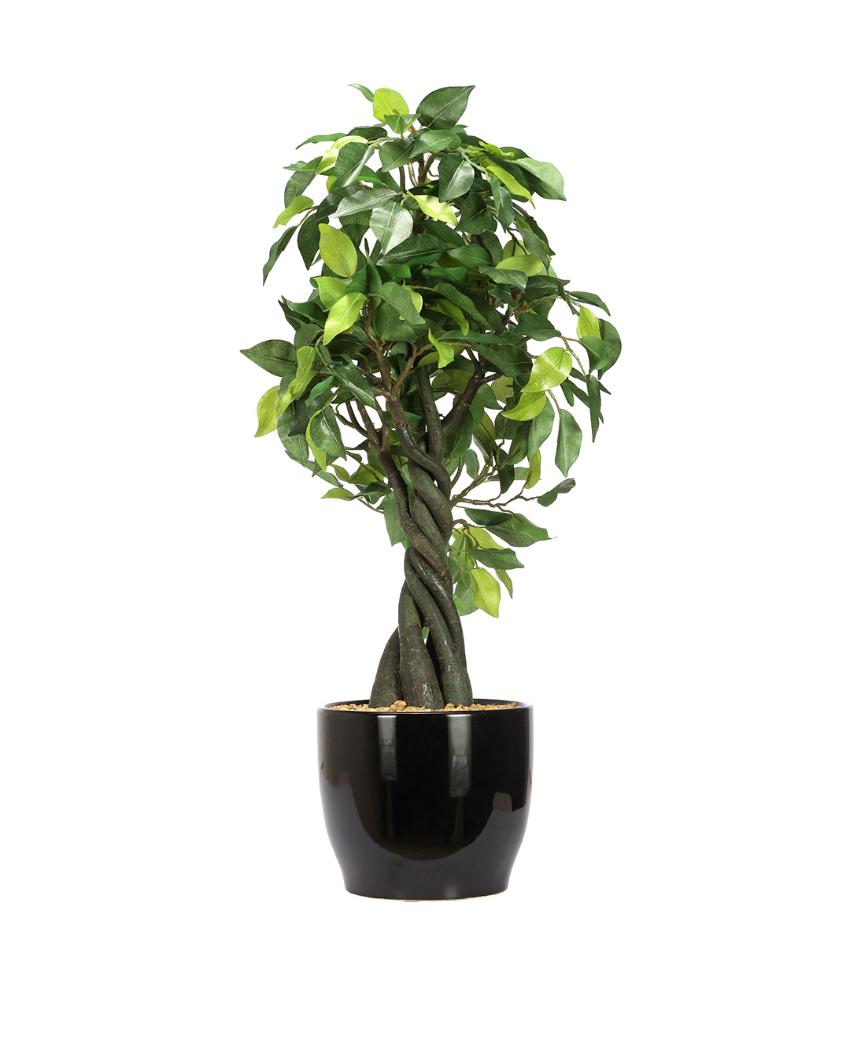 Ficus Artificial Bonsai Plant with Ceramic Pot | 1.8 feet