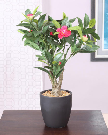 Camelia Artificial Bonsai Plant with Ceramic Pot | 2 feet