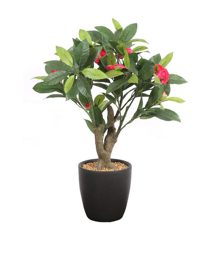 Camelia Artificial Bonsai Plant with Ceramic Pot | 2 feet