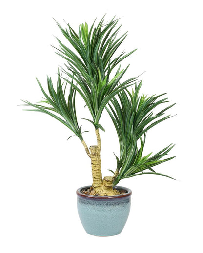 Yucca Artificial Bonsai Plant with Ceramic Pot | 2 feet