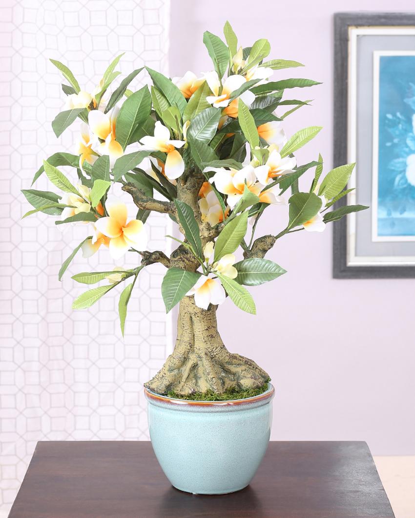 Frangipani Artificial Bonsai Plant with Ceramic Pot | 2 feet