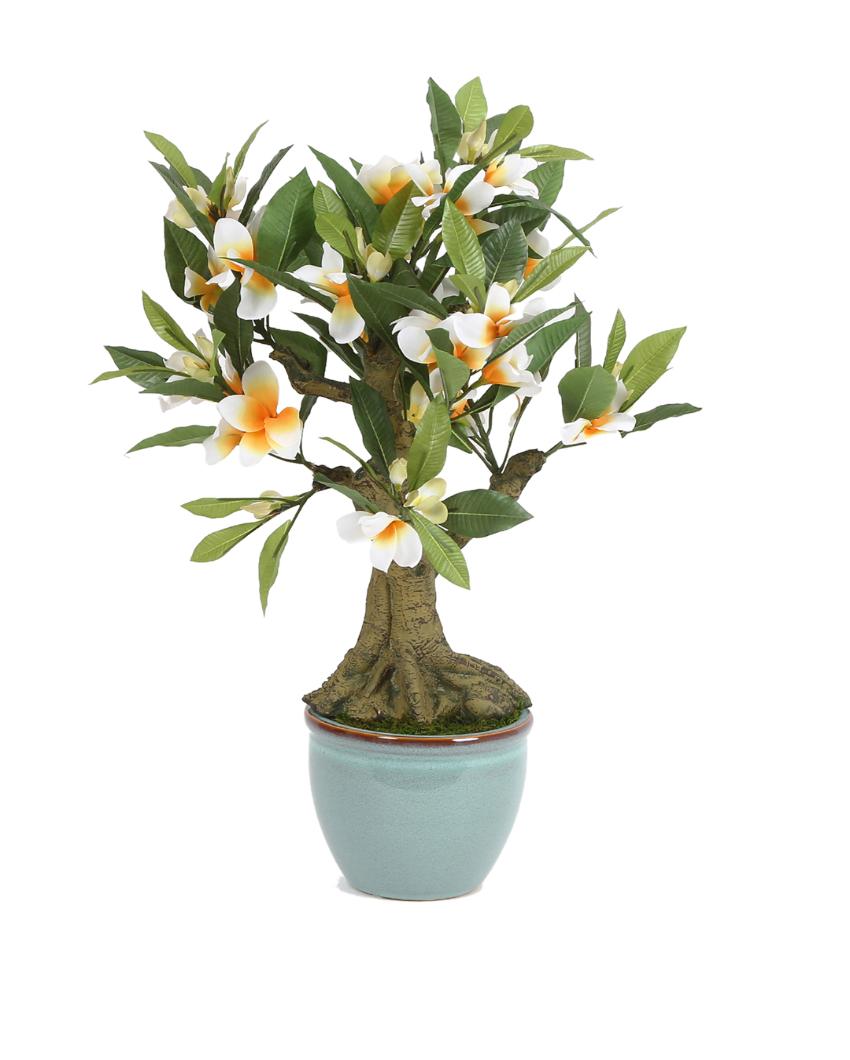 Frangipani Artificial Bonsai Plant with Ceramic Pot | 2 feet