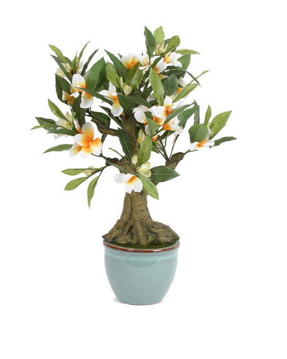 Frangipani Artificial Bonsai Plant with Ceramic Pot | 2 feet