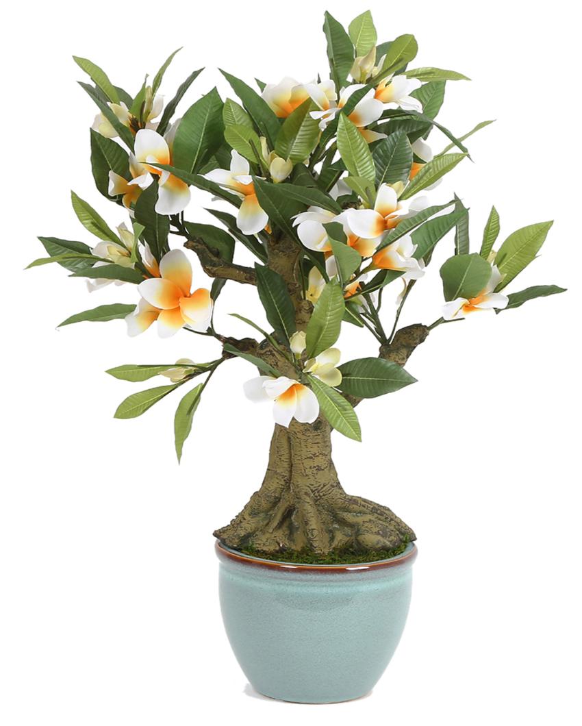 Frangipani Artificial Bonsai Plant with Ceramic Pot | 2 feet