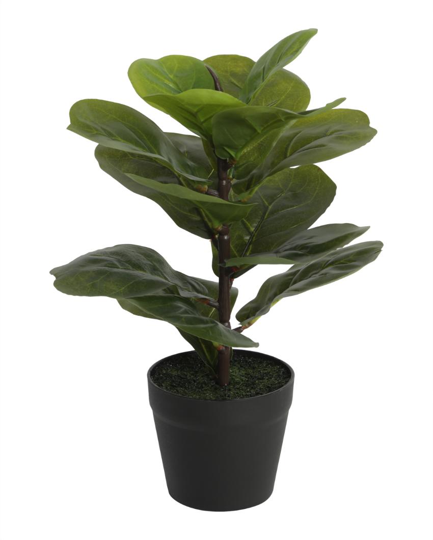 Fiddle Leaf Artificial Bonsai Plant with Plastic Pot | 15 inches