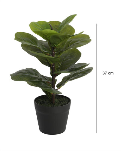 Fiddle Leaf Artificial Bonsai Plant with Plastic Pot | 15 inches