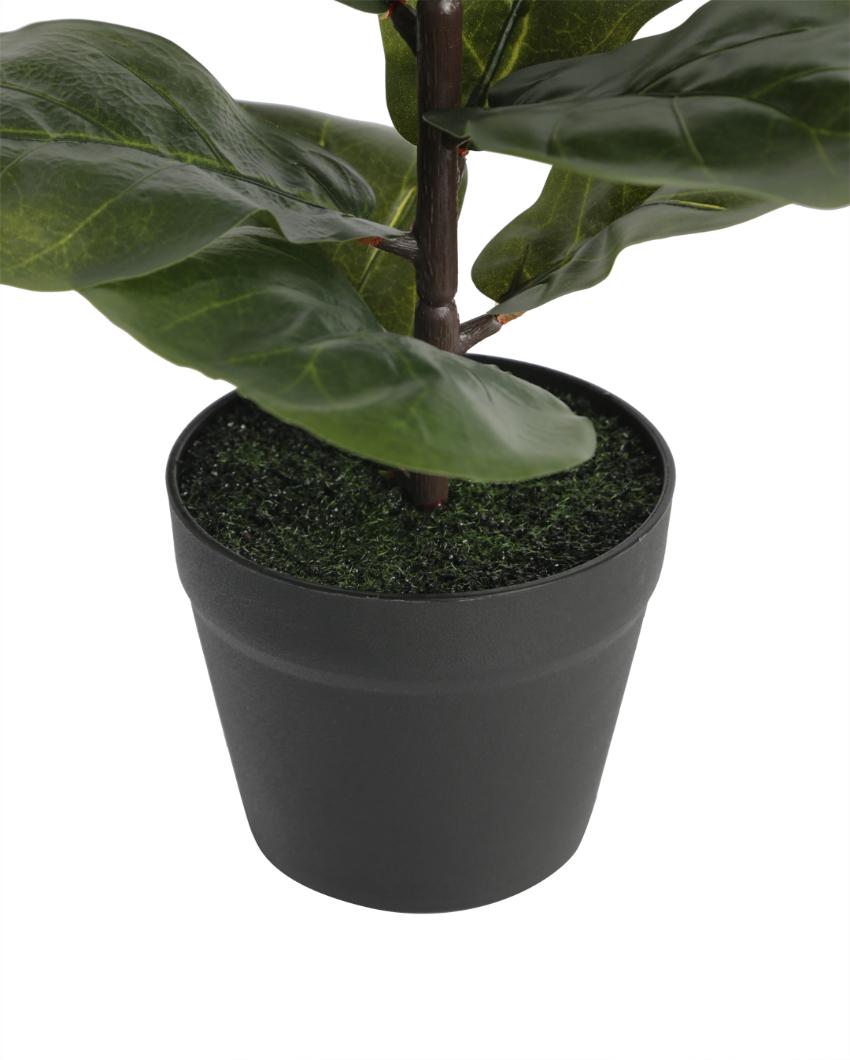 Fiddle Leaf Artificial Bonsai Plant with Plastic Pot | 15 inches