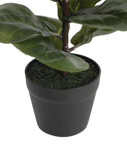 Fiddle Leaf Artificial Bonsai Plant with Plastic Pot | 1.25 feet