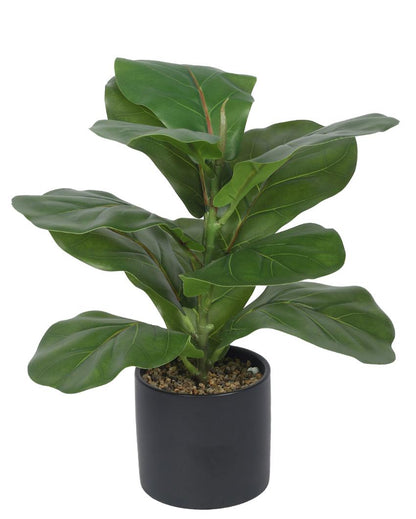 Nic Fiddle Leaf Fig Bonsai Artificial Plant with Ceramic Pot | 1 ft