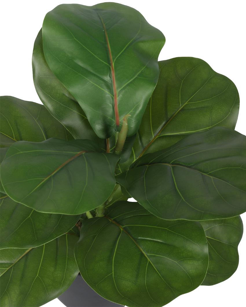 Nic Fiddle Leaf Fig Bonsai Artificial Plant with Ceramic Pot | 1 ft